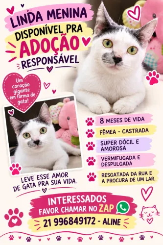 Filhote de gato pra adoção.
