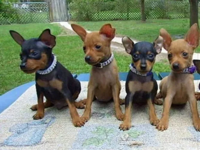 Pinscher Filhotes - Entregamos - 12 x