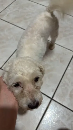 Cachorra para doação