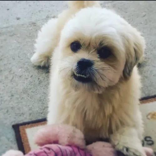 Doa-se raça lhasa apso