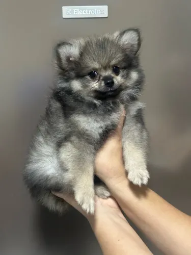 LULU DA POMERÂNIA DISPONÍVEL