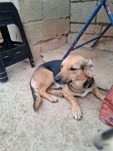 Cães americanos 