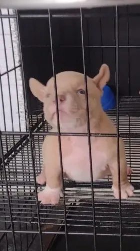 AMERICAN  BULLY  FÊMEA   PADRÃO NANO<br>