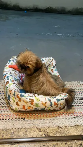 Vendo filhote de Shih tzu