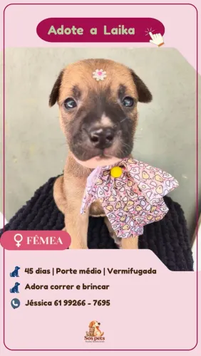Adote a Laika