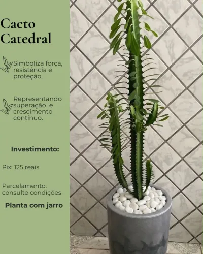 Plantas para sala apartamento e casa