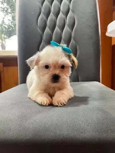 Filhotes de shih tzu