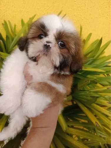 Shih Tzu lindos filhotes prontos para nova família