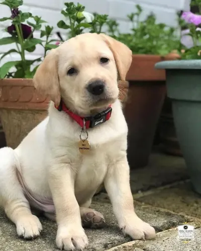 Lindinha labrador femea olhos verdes