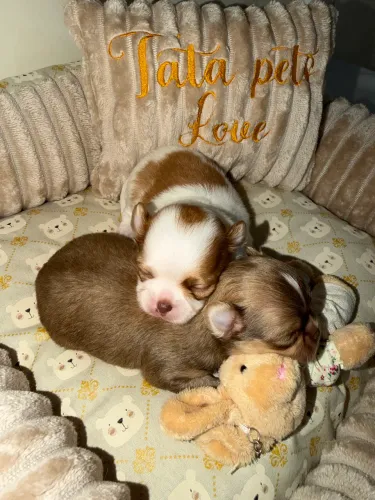 Chihuahua 