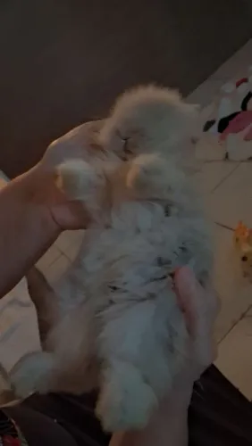 Mini Coelho Lion