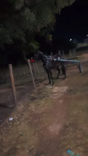 Cavalo