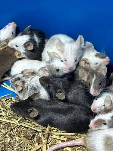Camundongos / Ratinho de laboratório