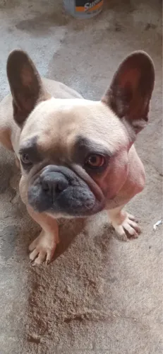 Bulldogue francês fêmea 3 anos com pedigree