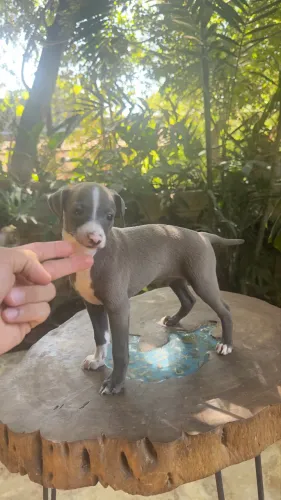 Galgo Italiano/ Galguinho