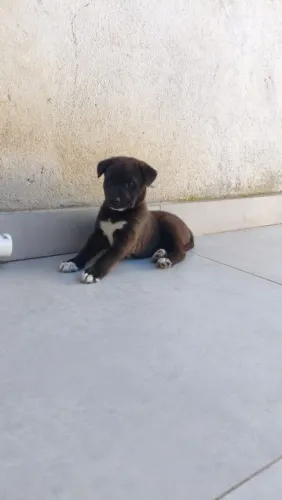 Doando, filhote 1 mês e meio, macho, vacinado e vermífugado