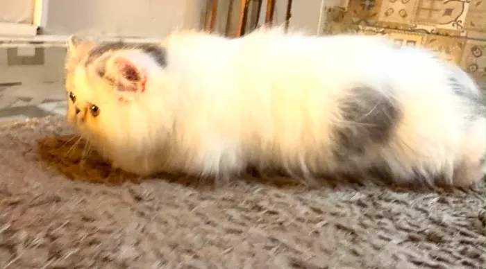 Gato persa macho com pedigree