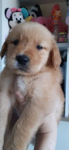 Filhote Golden Retriever a pronta entrega