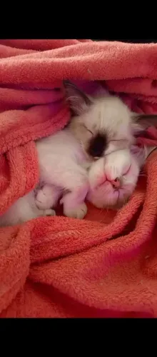 Doação de gatos machos