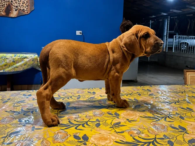 FÊMEAS DE FILA BRASILEIRO ORIGINAL COM PEDIGREE CBKC