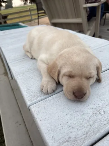 Labrador filhotes fofinhos