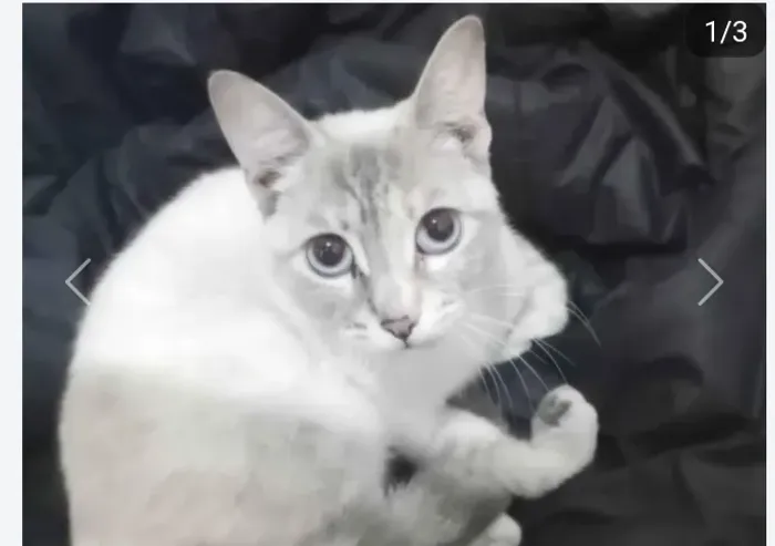 Aceito gata para adotar