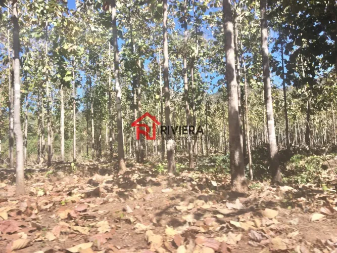 FAZENDA RURAL em PALMAS - TO, SETOR SUL (TAQUARALTO)