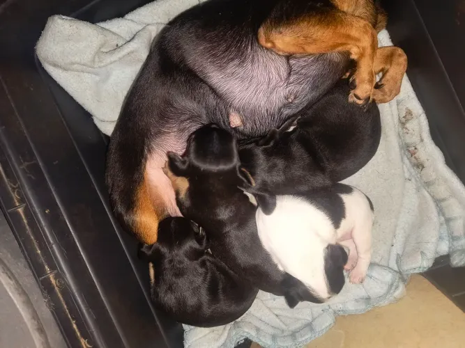 Vendo filhotes de pinscher