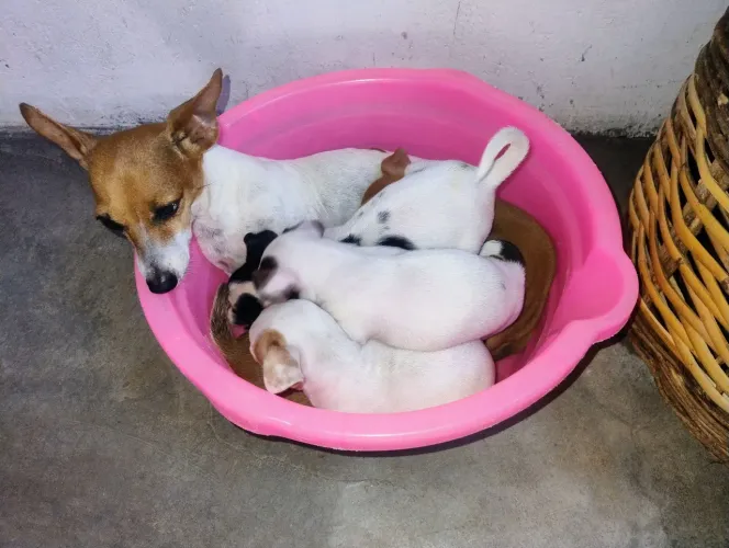 Vendo cachorros Pincher tem  5 da mesma ninhada 