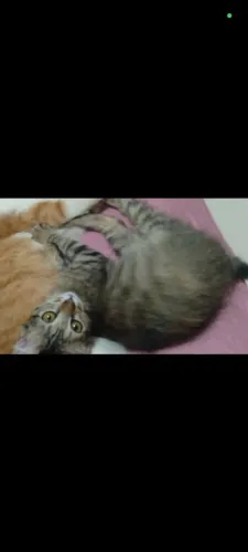 Gato