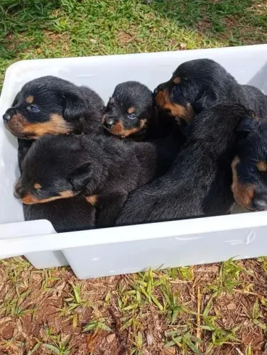 Rottweiler Seu próximo capítulo feliz pode começar agora