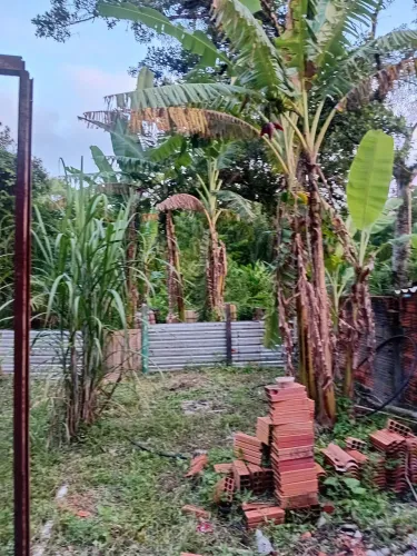 Terreno  com muito  verde  