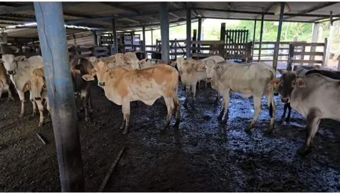 Vendo bois nelores e anelorados média 13@