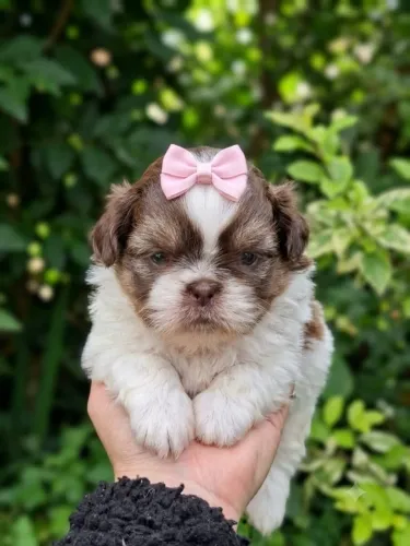 Shih Tzu fêmea perfeita 