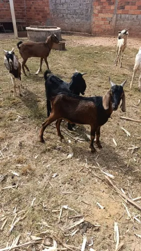 Cabras e cabritos