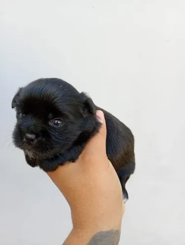 Venda de Shih Tzu - Aberto a Propostas