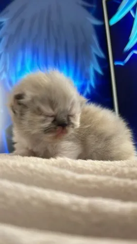 Gatinha fêmea Himalaia persa.