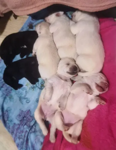 Vendo filhotes de labrador puros
