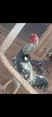 galinhas