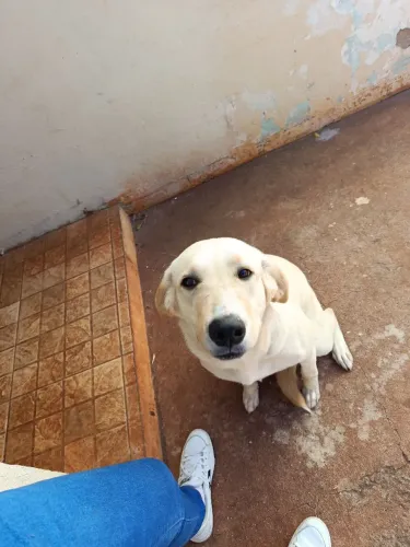 Cachorra fêmea 12 meses