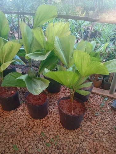Palmeira leque 80 cm a 1 metro de altura 