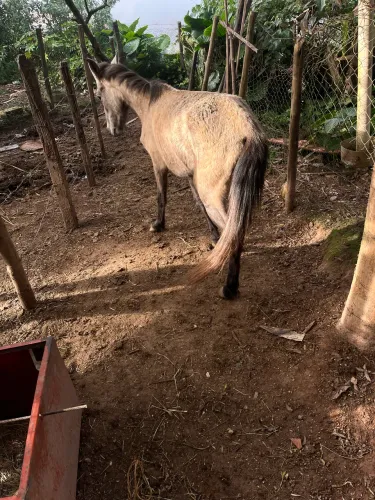 Égua piquira