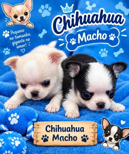 Chihuahua macho 42 dias 