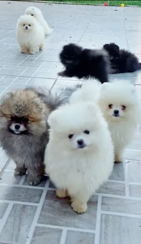 Lulu da Pomerania anões ursinhos