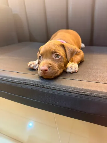 Filhote de pitbull
