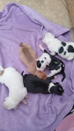 Filhote pit bull