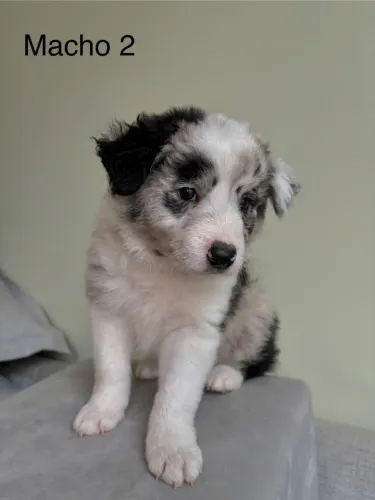 Border collie ? A melhor escolha para o dia 12