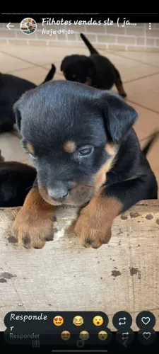 rottweiler