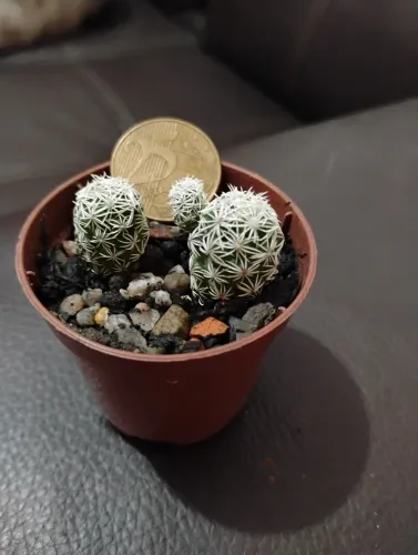 Cactos suculentas coleção Mammillaria gracilis