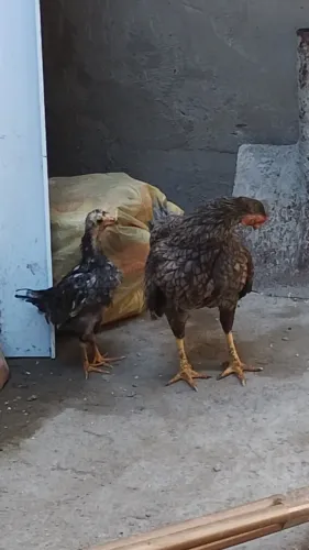 2 galinhas 1 galo e 1 pinto